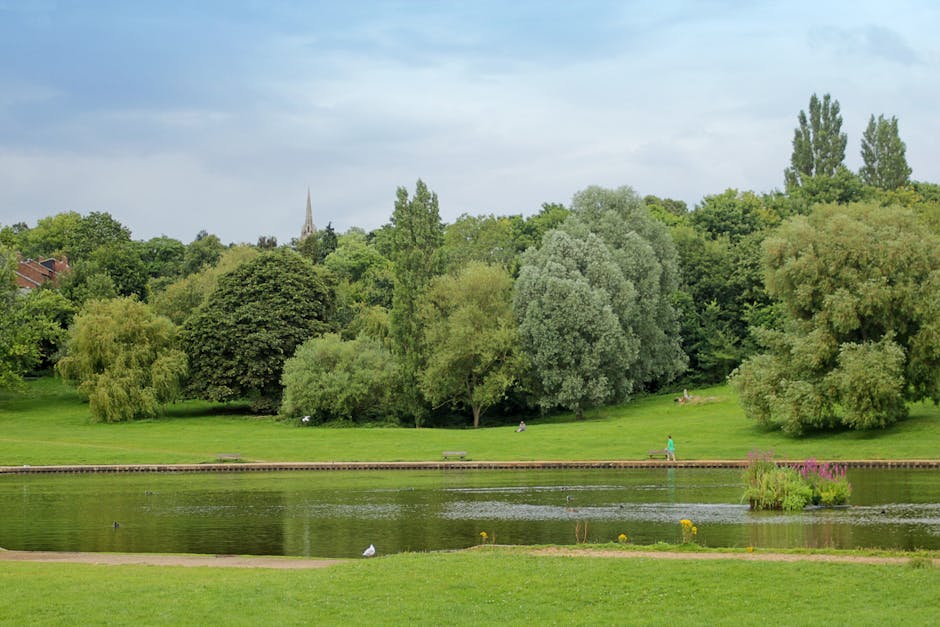 A scenic view of Hampstead Heath showcasing a large, grassy park with various mature trees, including broad and tall species, set against a partly cloudy sky. In the foreground, there is a calm pond with some aquatic plants at the water's edge and a few seagulls resting on the grass nearby. Along the pond’s edge, a narrow paved pathway runs horizontally across the image, with a person dressed in a turquoise jacket and dark trousers walking along it. In the background, more park visitors can be seen leisurely strolling or seated on benches, amidst dense clusters of trees and greenery. The scene is illuminated by natural daylight, highlighting the lush foliage and tranquil environment, consistent with a peaceful home relocation or moving process near Hampstead where Hampstead Man and Van might be involved in furniture transport or packing for house moves.